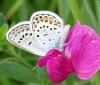 Plebejus argus
